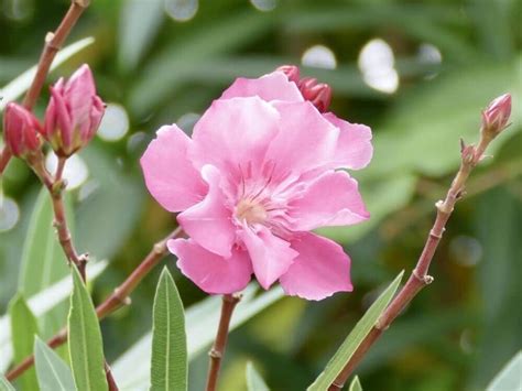 夾竹桃毒性|夾竹桃は強い毒を持つ！毒の致死性・危険性と生育の。